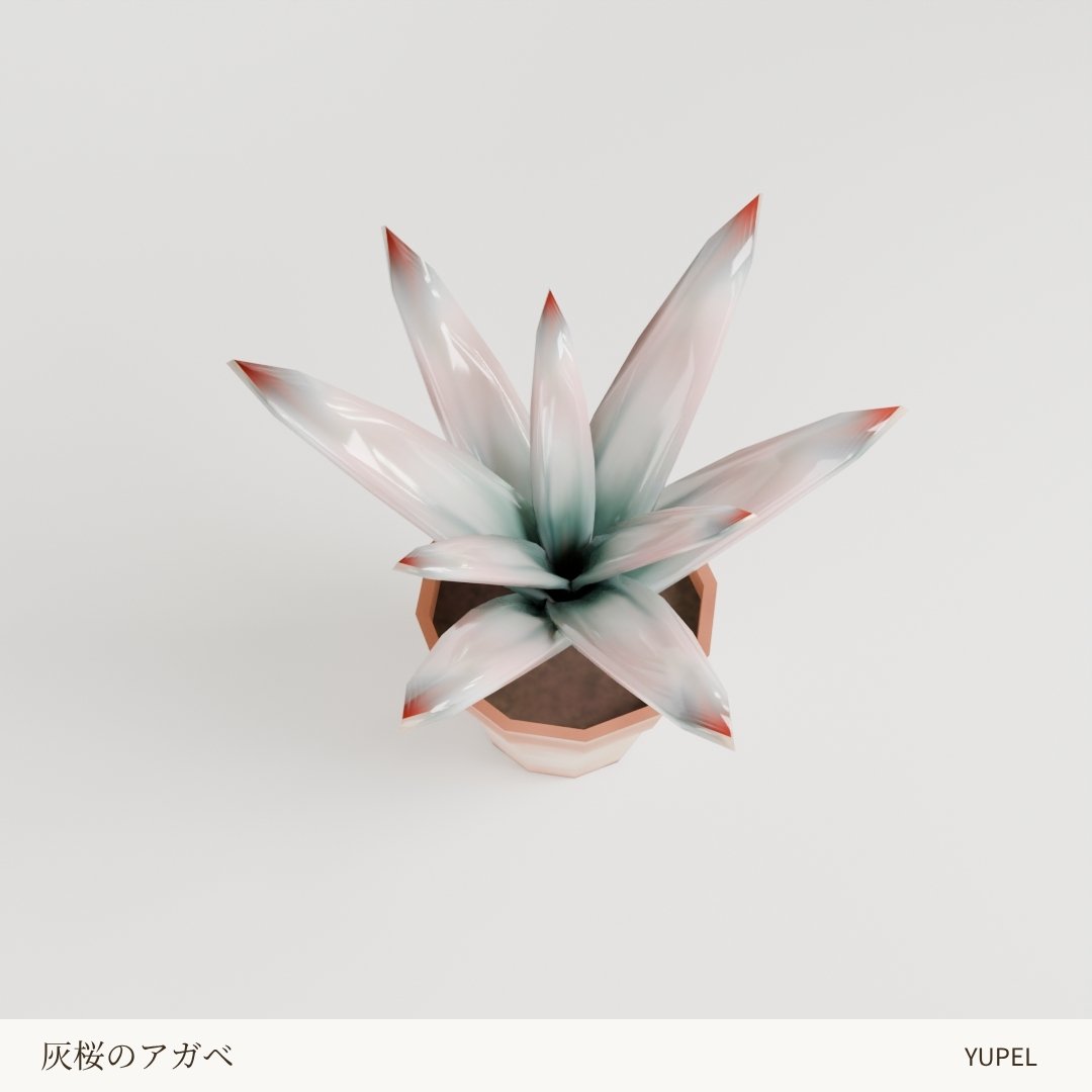 灰桜のアガベを真上から見たロゼット