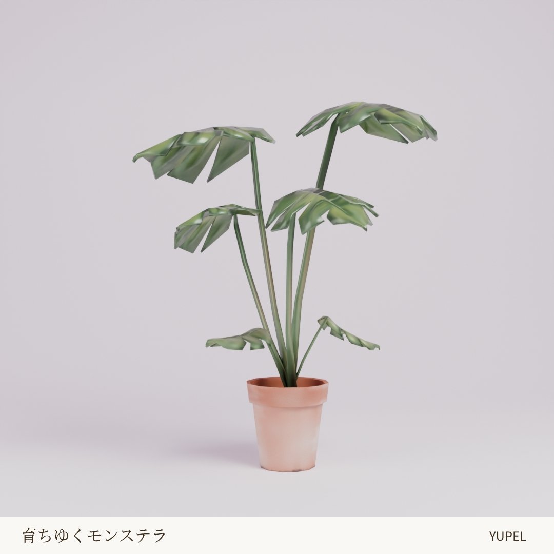 正面やや上から見た、テラコッタ鉢とモンステラの株の全体