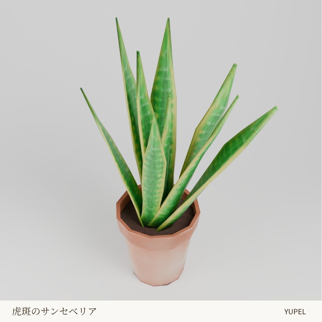 斜め前やや上から見た、鉢と株の全体