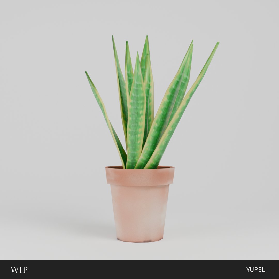 着色済みの虎斑のサンセベリア